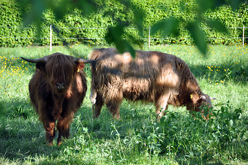 Image showing Highland cows 2