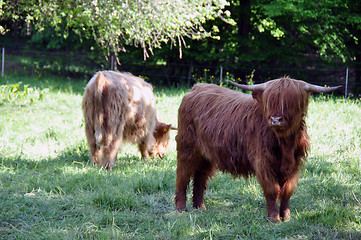 Image showing Highland cows 3