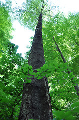 Image showing Large beech trees