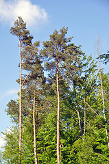 Image showing Large pine trees