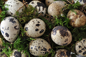 Image showing Quail eggs