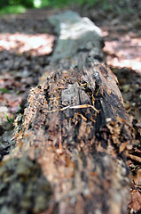 Image showing Rotten tree trunk 1