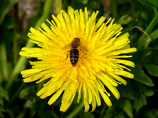 Image showing Dandelion