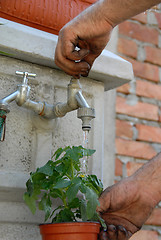 Image showing Gardening