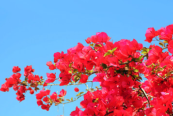 Image showing Bougainvillaea Against Blue Sky Background