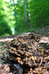 Image showing Rotten tree trunk 2