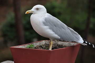 Image showing Seagull in flower pot