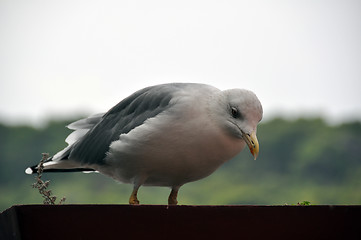 Image showing Seagull in flower pot