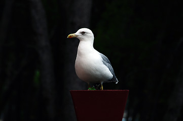 Image showing Seagull in flower pot