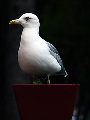 Image showing Seagull in flower pot