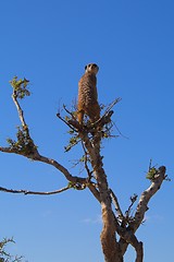 Image showing Meerkat Lookout