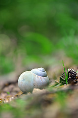 Image showing Snail house