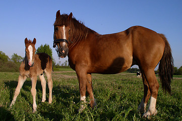 Image showing Two Horses