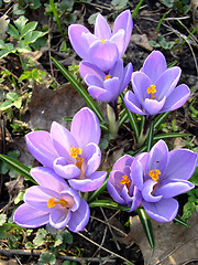 Image showing Crocus