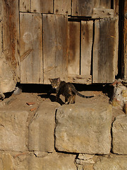 Image showing Lonely cat