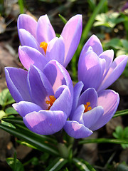 Image showing Crocus