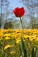 Image showing Tulip and Dandelions