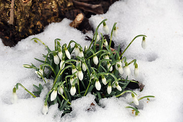 Image showing Snowdrops in spring