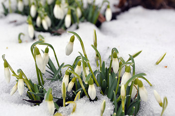 Image showing Snowdrops in spring