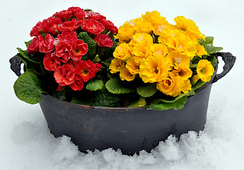 Image showing Spring flowers in snow