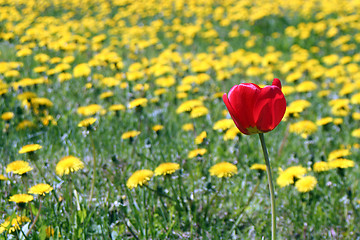 Image showing Tulip and Dandelions