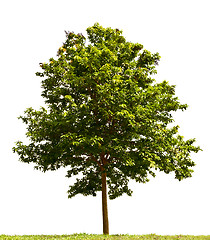 Image showing Small tree