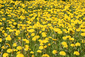 Image showing Dandelion Field