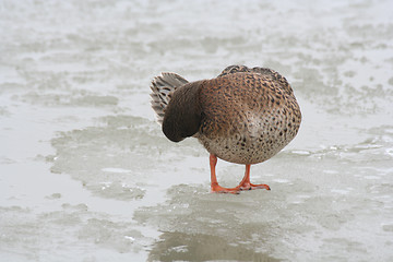 Image showing Duck