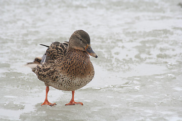 Image showing Duck