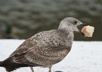 Image showing Bird