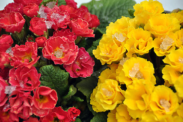 Image showing Spring flowers in snow