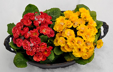 Image showing Spring flowers in snow