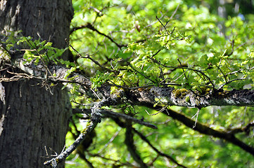 Image showing Spring oak leaves