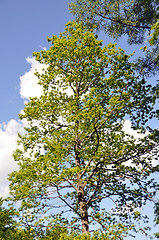 Image showing Large trees in spring