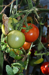 Image showing Tomato plant