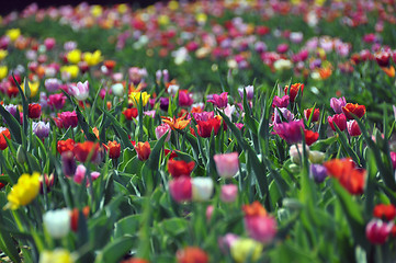 Image showing Tulip field