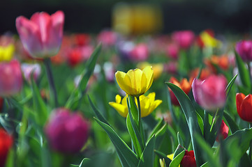 Image showing Tulip field