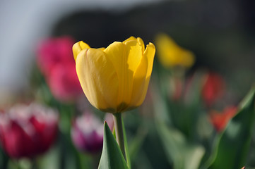 Image showing Tulip field