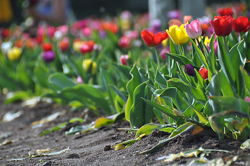 Image showing Tulip field