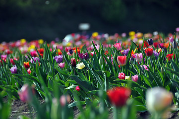 Image showing Tulip field