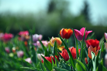 Image showing Tulip field