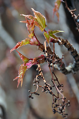 Image showing Virginia creeper blossoming in spring