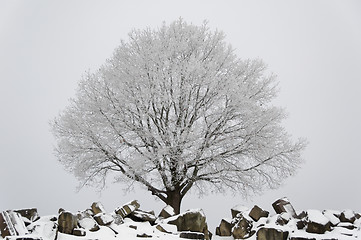Image showing Winter scenario - tree and ruins