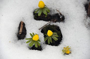 Image showing Winter aconites in spring