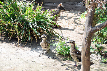 Image showing Australian wildlife