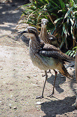 Image showing Curlew pair