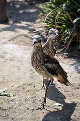 Image showing Curlew pair