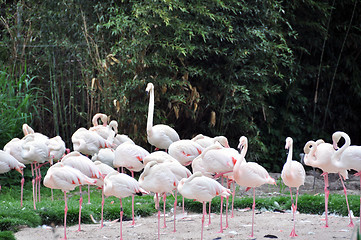 Image showing Group of flamingos