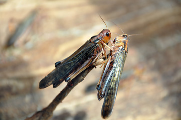 Image showing Grasshoppers mating