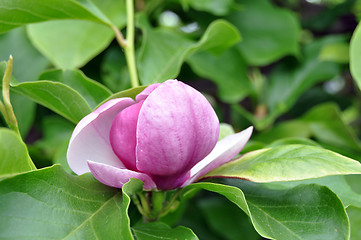 Image showing Magnolia blossom